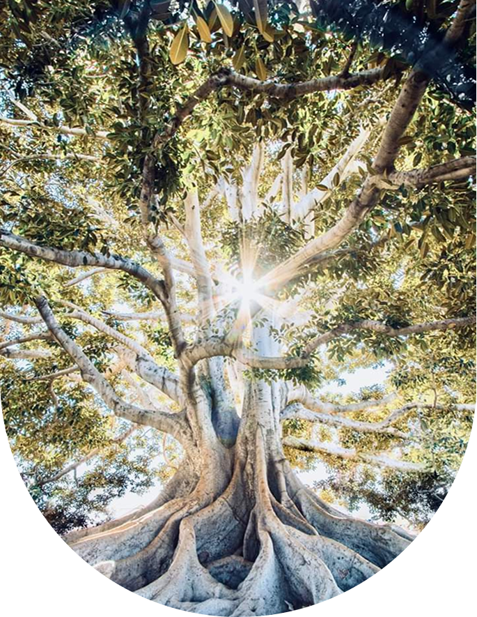 Photo d'un grand arbre vu d'en bas, avec des branches s'étendant vers le ciel.