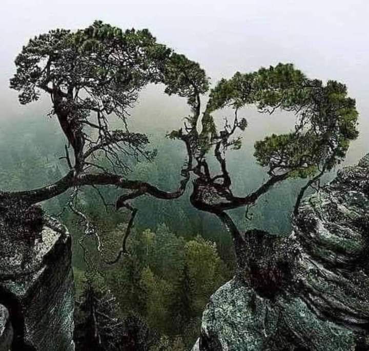 Arbres